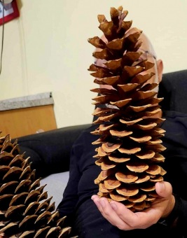 Pinus lambertiana borovice Lambertova šištice z Národního parku Sequoia