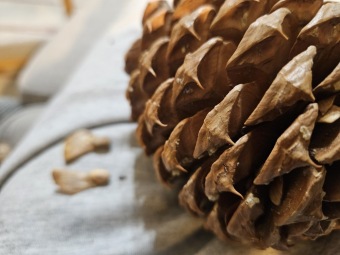 Pinus ponderosa borovice těžká - šištice z Národního parku Sequoia