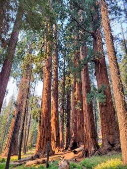Sequoiadendron giganteum sekvojovec obrovský  v Národním parku Sequoia 2024.....