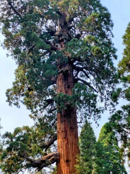 Sequoiadendron giganteum sekvojovec obrovský  v Národním parku Sequoia 2024...