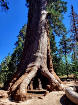 Sequoiadendron giganteum sekvojovec obrovský  v Národním parku Sequoia 2024..