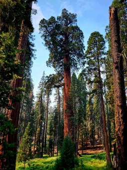 Sequoiadendron giganteum sekvojovec obrovský  v Národním parku Sequoia 2024.