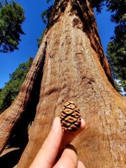 Sequoiadendron giganteum sekvojovec obrovský šištice v Národním parku Sequoia 2024.