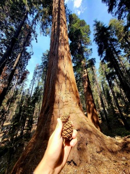 Sequoiadendron giganteum sekvojovec obrovský šištice v Národním parku Sequoia 2024