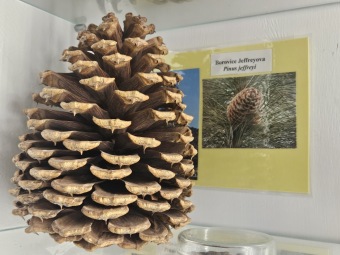 Pinus jeffreyi borovice Jeffreyova - šištice v naší vitríně