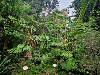 Tetrapanax papyrifer - aralia papírodárná - v porovnání v Jardín de Aclimatación de La Orotava - Tenerife
