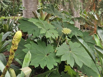 Tetrapanax papyrifer - aralia papírodárná - v porovnání v Jardín de Aclimatación de La Orotava - Tenerife