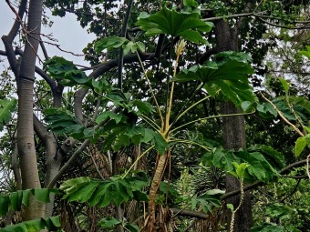Tetrapanax papyrifer - aralia papírodárná - v porovnání v Jardín de Aclimatación de La Orotava - Tenerife