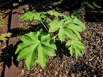 Tetrapanax papyrifer - aralia papírodárná - v porovnání v Jardín de Aclimatación de La Orotava - Tenerife