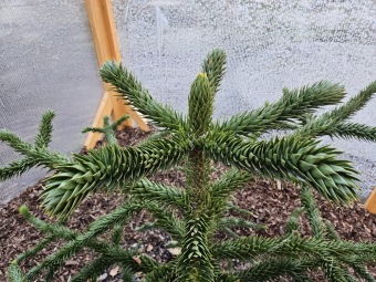 2024 - Zimování choulostivých druhů - leden - teploty -12 st.