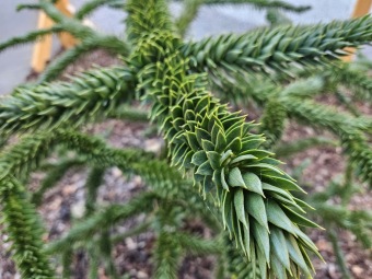 2024 - Zimování choulostivých druhů - leden - teploty -12 st.