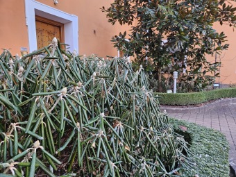 2024 - Zimování choulostivých druhů - leden - teploty -12 st.