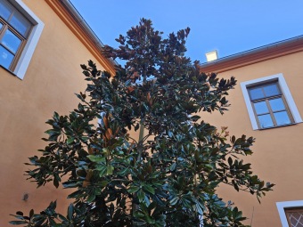 2024 - Zimování choulostivých druhů - leden - teploty -12 st.