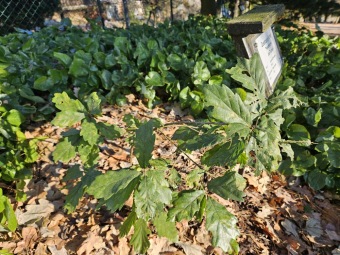 2024 - Zimování choulostivých druhů - leden - teploty -12 st.