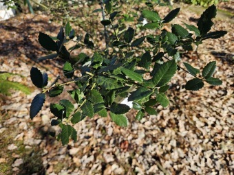 2024 - Zimování choulostivých druhů - leden - teploty -12 st.