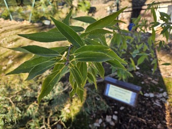 2024 - Zimování choulostivých druhů - leden - teploty -12 st.