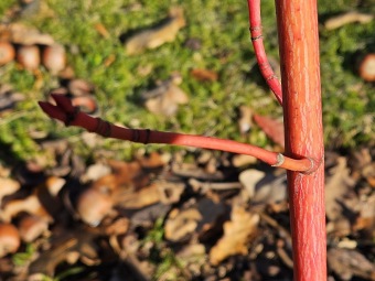 2024 - Zimování choulostivých druhů - leden - teploty -12 st.