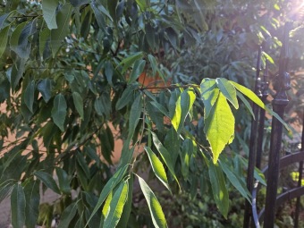 2024 - Zimování choulostivých druhů - leden - teploty -12 st.