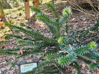 2024 - Zimování choulostivých druhů - leden - teploty -12 st.