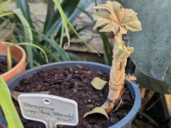 2024 - Zimování choulostivých druhů - leden - teploty -12 st.