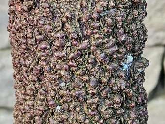 2024 - Zimování choulostivých druhů - leden - teploty -12 st.