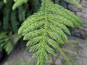 2024 - Zimování choulostivých druhů - leden - teploty -12 st.