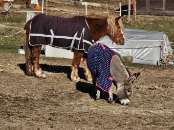 2024 - Zimování choulostivých druhů - leden - teploty -12 st.