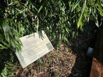 2025 Obnova lávky v mokřadu u bambusária (30.3.)