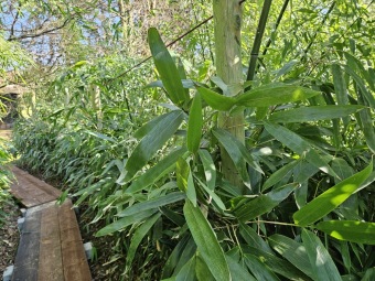 2025 Obnova lávky v mokřadu u bambusária (30.3.)