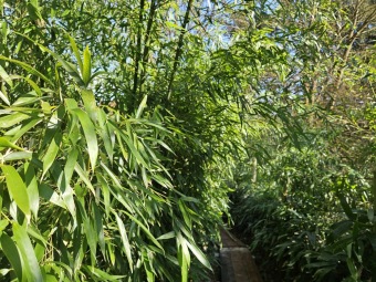 2025 Obnova lávky v mokřadu u bambusária (30.3.)