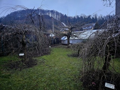 2025 Ginkgo biloba Pragensis - "matečný strom"  a jeho "miminko" po 35 letech v Arboretu Žampach (20.12.)