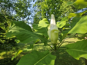 2025 Magnolia macrophylla (šácholan velkolistý) a M. macrophylla ssp. ashei - v květu (20.6.)