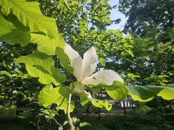 2025 Magnolia macrophylla (šácholan velkolistý) a M. macrophylla ssp. ashei - v květu (20.6.)