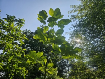 2025 Magnolia macrophylla (šácholan velkolistý) a M. macrophylla ssp. ashei - v květu (20.6.)