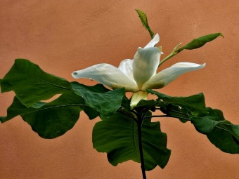 2025 Magnolia macrophylla (šácholan velkolistý) a M. macrophylla ssp. ashei - v květu (20.6.)