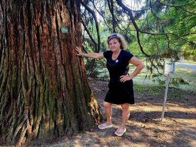 Matečný strom  v Arboretu Nový Dvůr