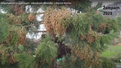 2025 Semenáčky sekvojovců z Arboreta Nový Dvůr - po 35 letech (19.8.)