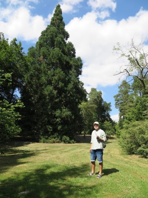 2025 Semenáčky sekvojovců z Arboreta Nový Dvůr - po 35 letech (19.8.)