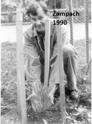 2025 Semenáčky sekvojovců z Arboreta Nový Dvůr - po 35 letech (19.8.)