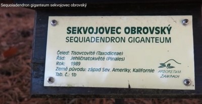 2025 Semenáčky sekvojovců z Arboreta Nový Dvůr - po 35 letech (19.8.)