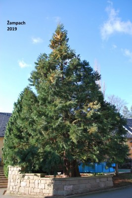 2025 Semenáčky sekvojovců z Arboreta Nový Dvůr - po 35 letech (19.8.)