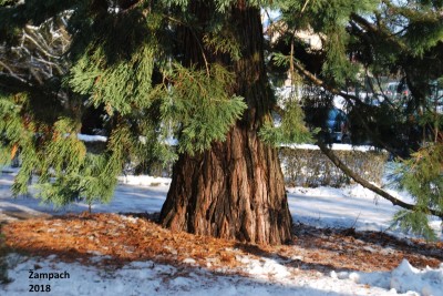 2025 Semenáčky sekvojovců z Arboreta Nový Dvůr - po 35 letech (19.8.)