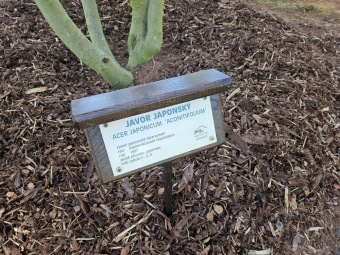 2025 Přesadba Acer japonicum Aconitifolium - javor japonský z roku 1997 (9.4.)