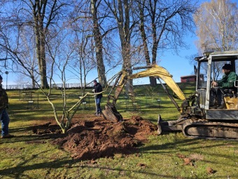 2025 Přesadba Acer japonicum Aconitifolium - javor japonský z roku 1997 (9.4.)