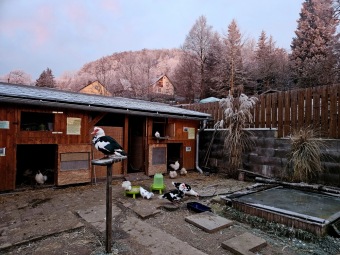 2025 Rozednění v Arboretu Žampach (2.1.)