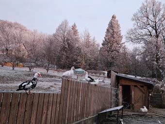 2025 Rozednění v Arboretu Žampach (2.1.)