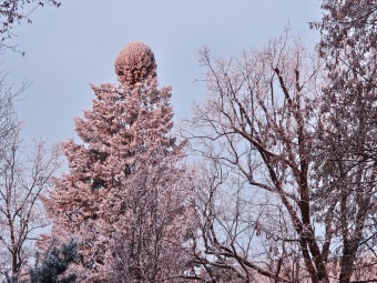2025 Rozednění v Arboretu Žampach (2.1.)
