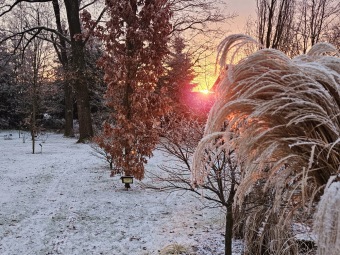 2025 Rozednění v Arboretu Žampach (2.1.)