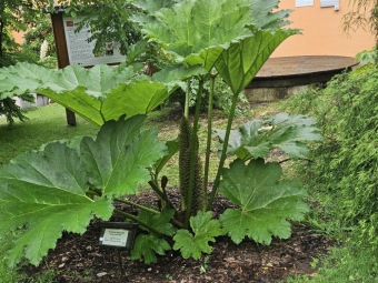 2025 Rostliny po přezimování Tetrapanax papyrifer, Brassaiopsis mitis, Gunnera manicata, Araucaria araucana (18.7.)