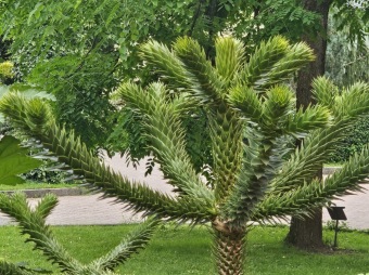 2025 Rostliny po přezimování Tetrapanax papyrifer, Brassaiopsis mitis, Gunnera manicata, Araucaria araucana (18.7.)